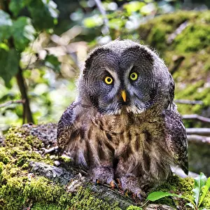 Great Grey Owl (Strix nebulosa) on forest floor