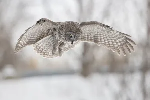 Great Grey Owl (Strix nebulosa) hovering