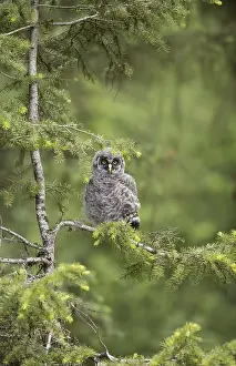 Great Grey Owl (Strix nebulosa) juvenile perched on a branch
