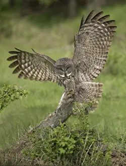 Great Grey Owl (Strix nebulosa) landing on stump