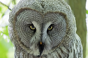 Great grey owl, (Strix nebulosa) portrait