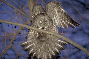 Great Grey Owl (Strix nebulosa), Quebec, Canada