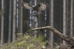 One great grey owl (Strix nebulosa) sitting on the root of a fallen spruce tree