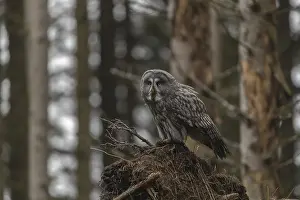 One great grey owl (Strix nebulosa) sitting on the root of a fallen spruce tree