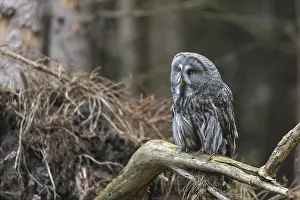 One great grey owl (Strix nebulosa) sitting on the root of a fallen spruce tree