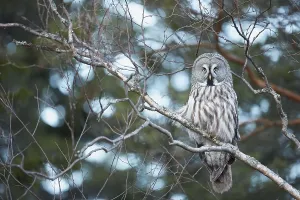 Great grey owls (Strix nebulosa)