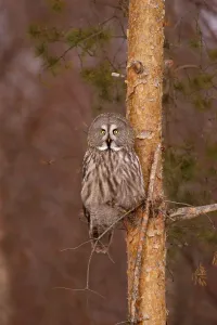 Great grey owls (Strix nebulosa)