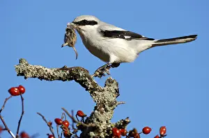 Great Grey Shrike (Lanius excubitor) with bag