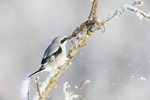 Great Grey Shrike (Lanius excubitor) feeding on impaled mouse in winter