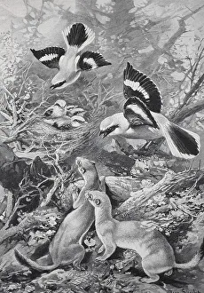 Great Grey Shrike protecting its young from attack by weasels