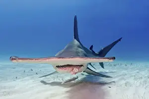 Great hammerhead shark (Sphyrna mokarran)