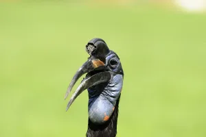 Great hornbill with black and blue plumage against a green background