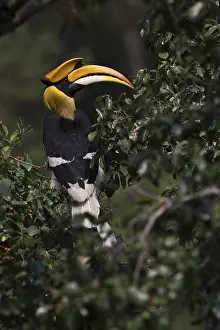 Great Hornbill (Buceros bicornis) male