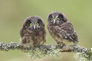 Great Horned Owl (Aegolius funereus)