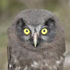 Great horned owl (Aegolius funereus)