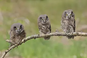 Great horned owl (Aegolius funereus)