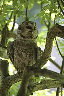 Great Horned Owl (Aegolius funereus)