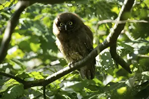 Great horned owl (Aegolius funereus)
