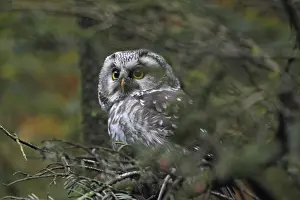 Great Horned Owl (Aegolius funereus)