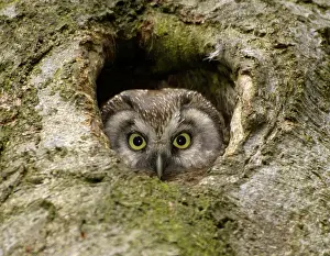 Great Horned Owl (Aegolius funereus)