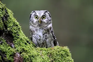 Great Horned Owl (Aegolius funereus)