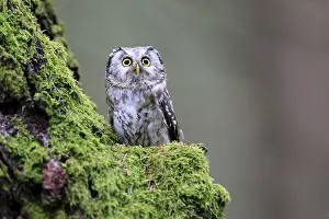 Great Horned Owl (Aegolius funereus)