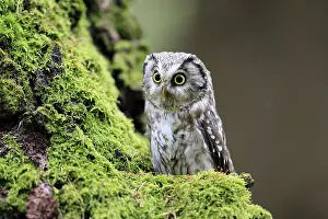 Great Horned Owl (Aegolius funereus)