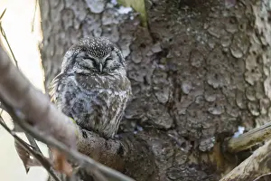 Great Horned Owl (Aegolius funereus) sitting on a branch in winter