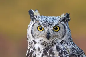 A Great Horned Owl, Bubo virginianus