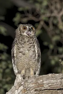Great Horned Owl (Bubo virginianus nacurutu)