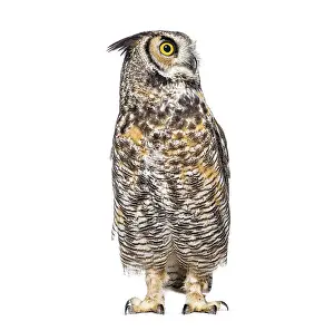 Great horned owl, Bubo virginianus saturatus