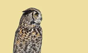 Great horned owl, Bubo virginianus saturatus