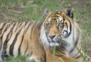 Great image of a big male sumatran tiger