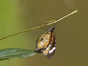 Great image of a butterfly hanging from a branch