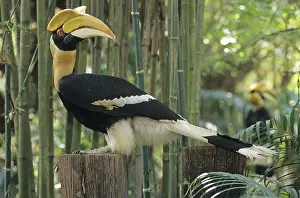 Great Indian Hornbill (Buceros bicornis)