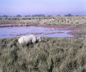 Great Indian one horned Rhinoceros (Rhinoceros unicornis) in Kazirznga National Park
