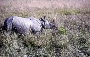 The Great Indian one, Horned Rhinoceros Kaziranga National Park