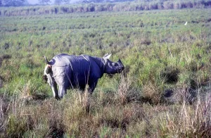 The Great Indian one, Horned Rhinoceros pooping in a forest