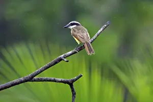 Great Kiskadee (Pitangus sulphuratus)