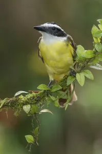 Great Kiskadee (Pitangus sulphuratus)