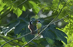 Great Kiskadee (Pitangus sulphuratus)