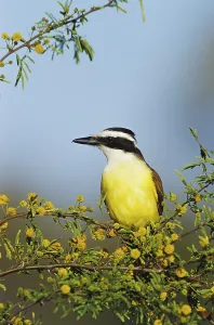 Great Kiskadee (Pitangus sulphuratus)