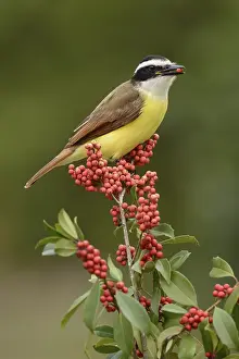 Great Kiskadee (Pitangus sulphuratus) feeding on red berries