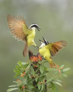 Great Kiskadee (Pitangus sulphuratus) quarreling