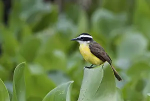 Great kiskadee (Pitangus sulphuratus) sitting on leaves
