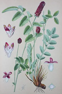 Great meadow-herb, great meadow-herb