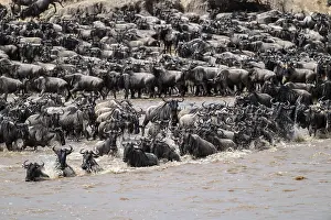 The Great Migration: Huge herds of wildebeest (Connochaetes taurinus) cross the Mara River and swim to the other side