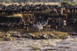 The Great Migration, wildebeest and zebras gather at a river's edge to migrate through the African savanna