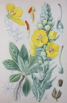 Great mullein (Verbascum thapsus)