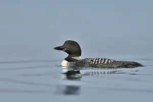 Great Northern Loon (Gavia immer)